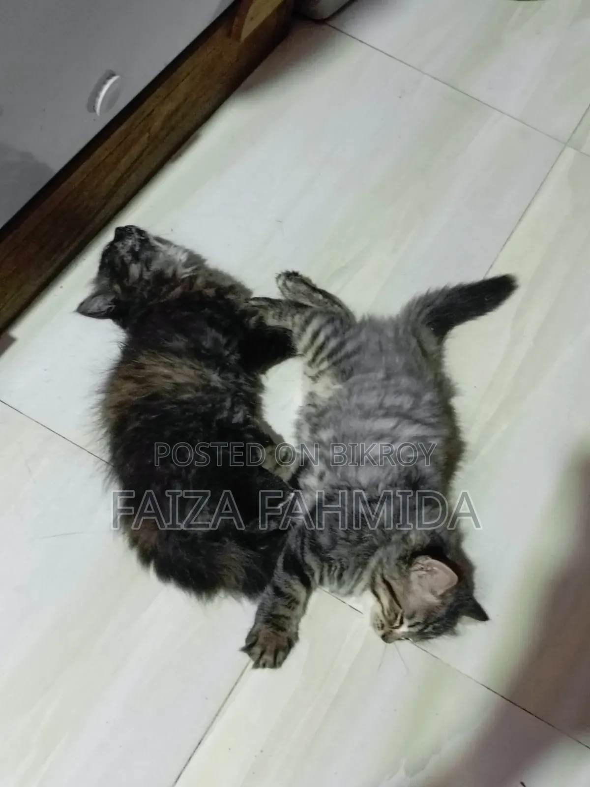 1-3 Months Female Mixed Breed Persian