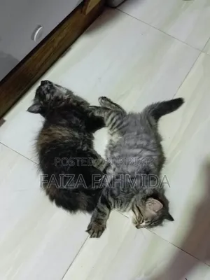 1-3 Months Female Mixed Breed Persian
