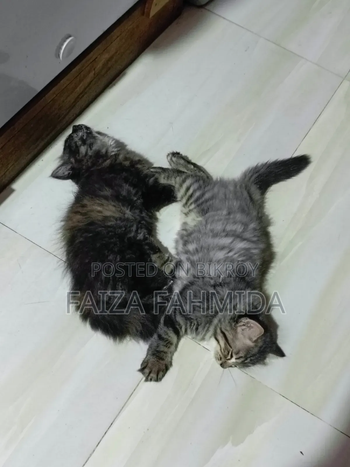 1-3 Months Female Mixed Breed Persian