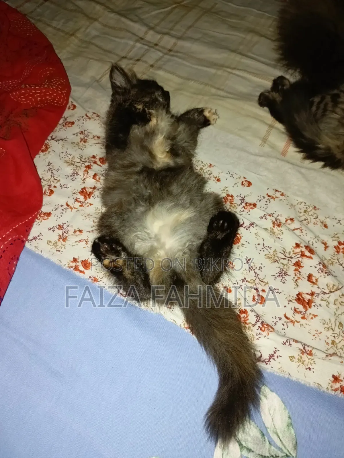 1-3 Months Female Mixed Breed Persian