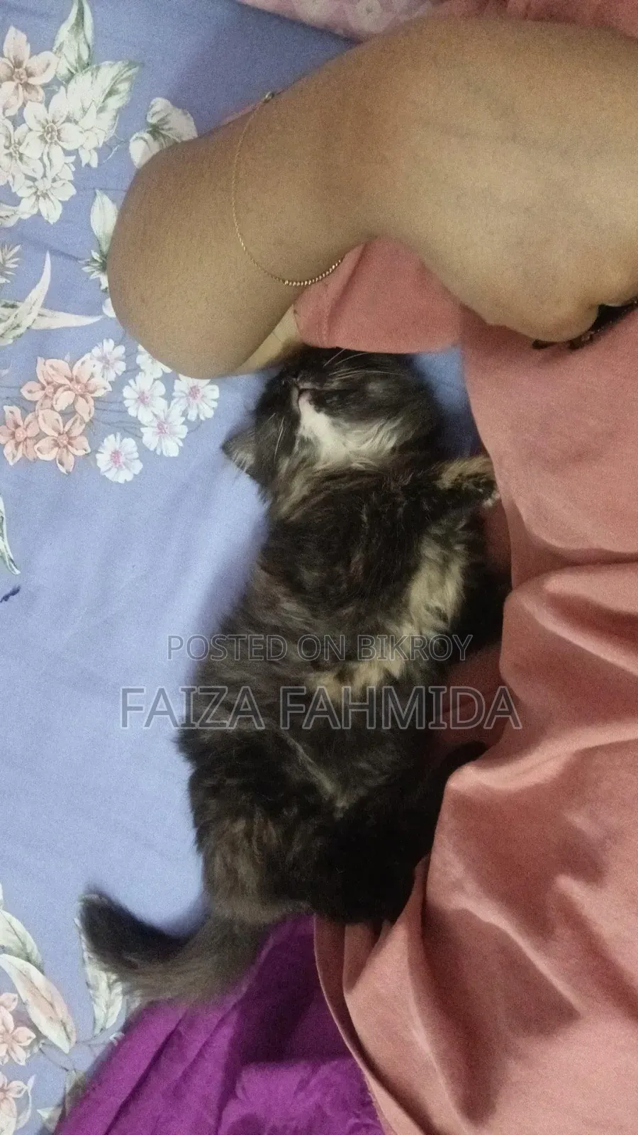 1-3 Months Female Mixed Breed Persian