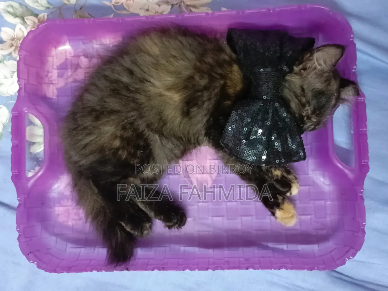 1-3 Months Female Mixed Breed Persian