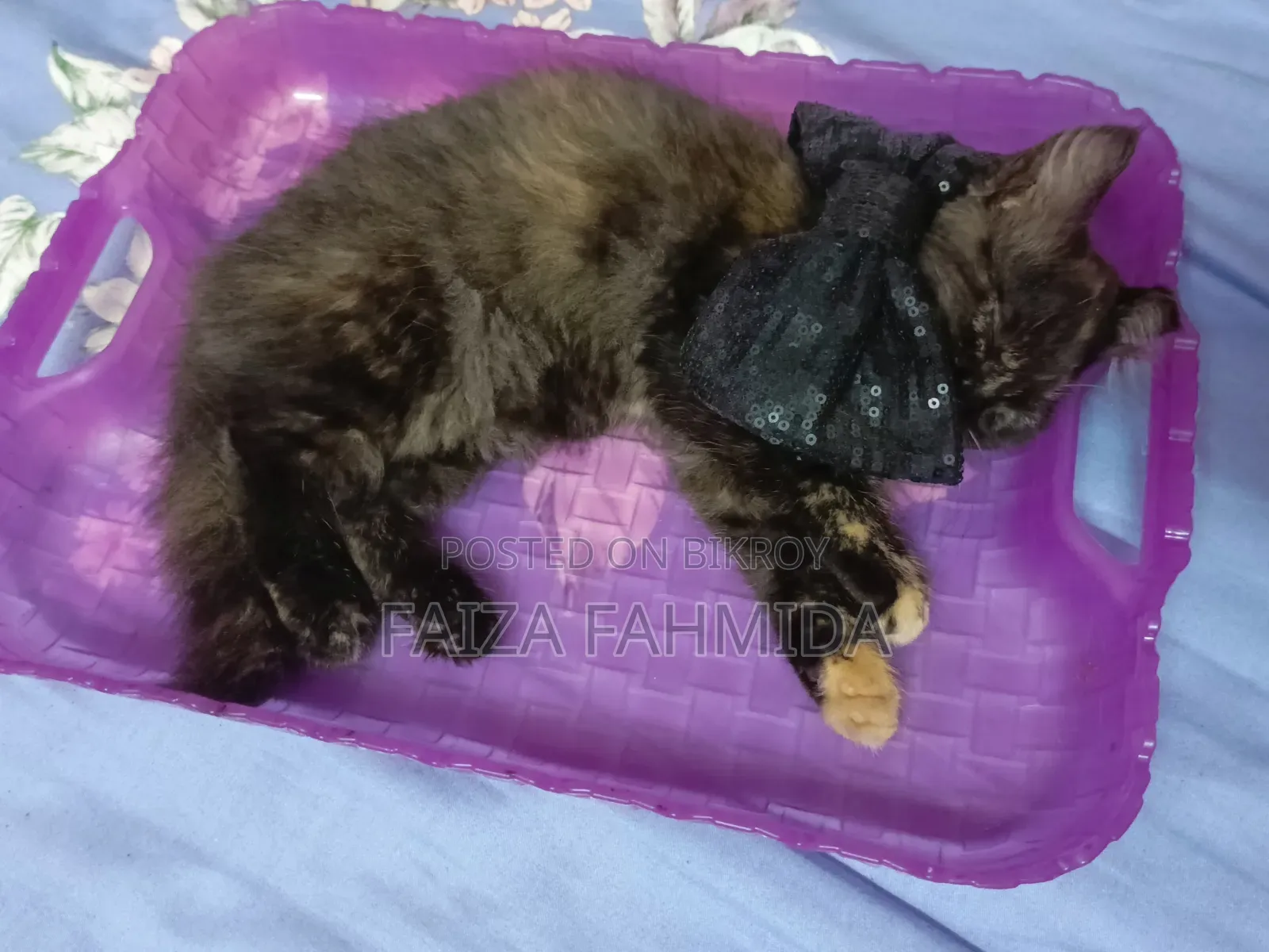 1-3 Months Female Mixed Breed Persian