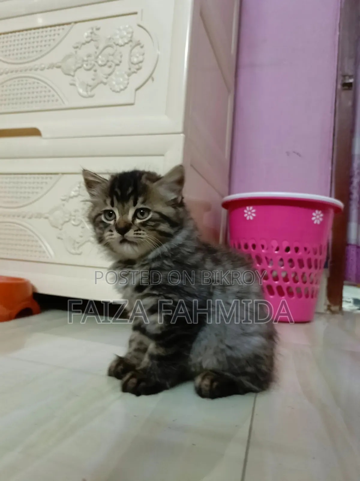 1-3 Months Male Mixed Breed Persian