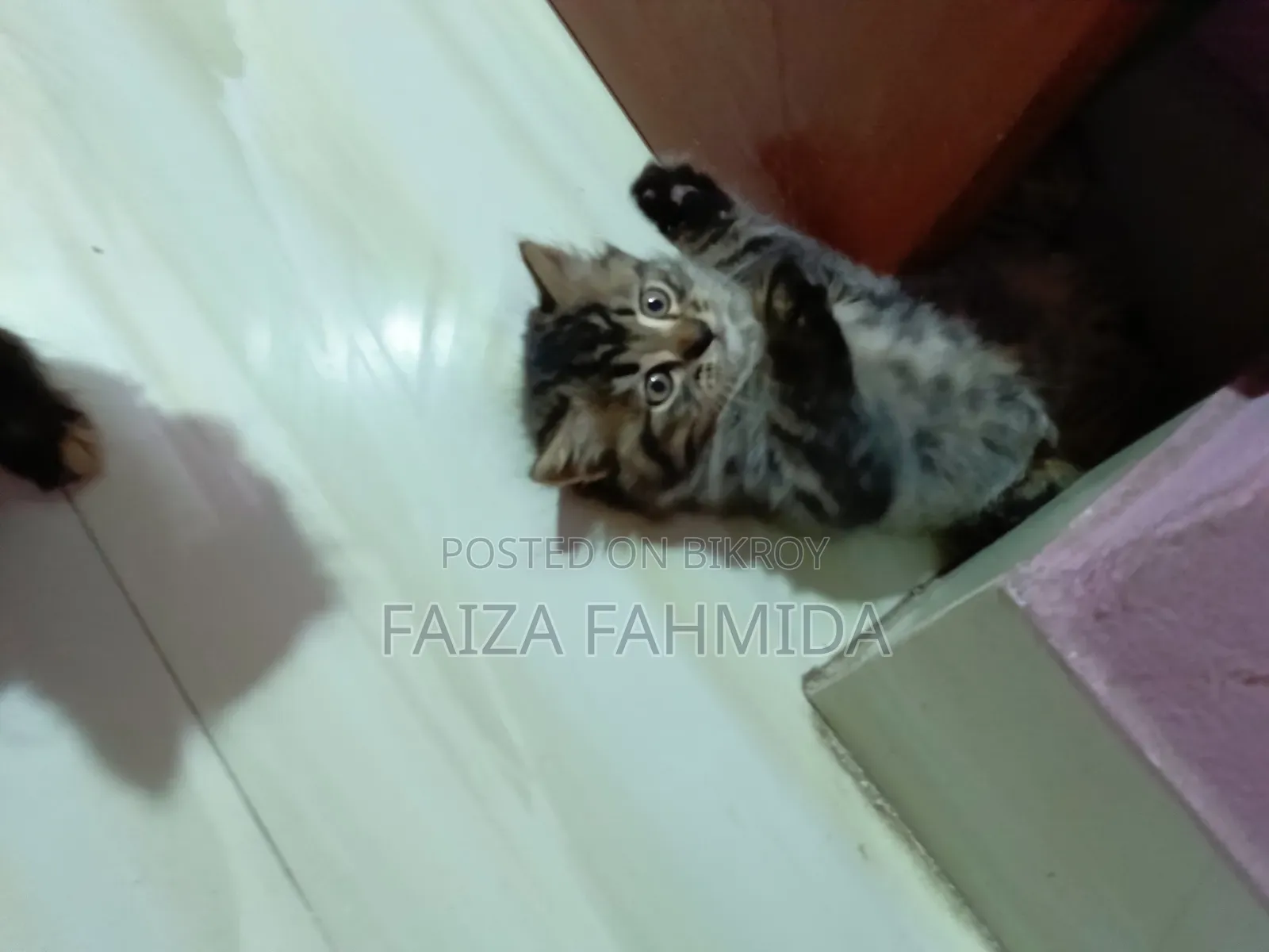 1-3 Months Male Mixed Breed Persian