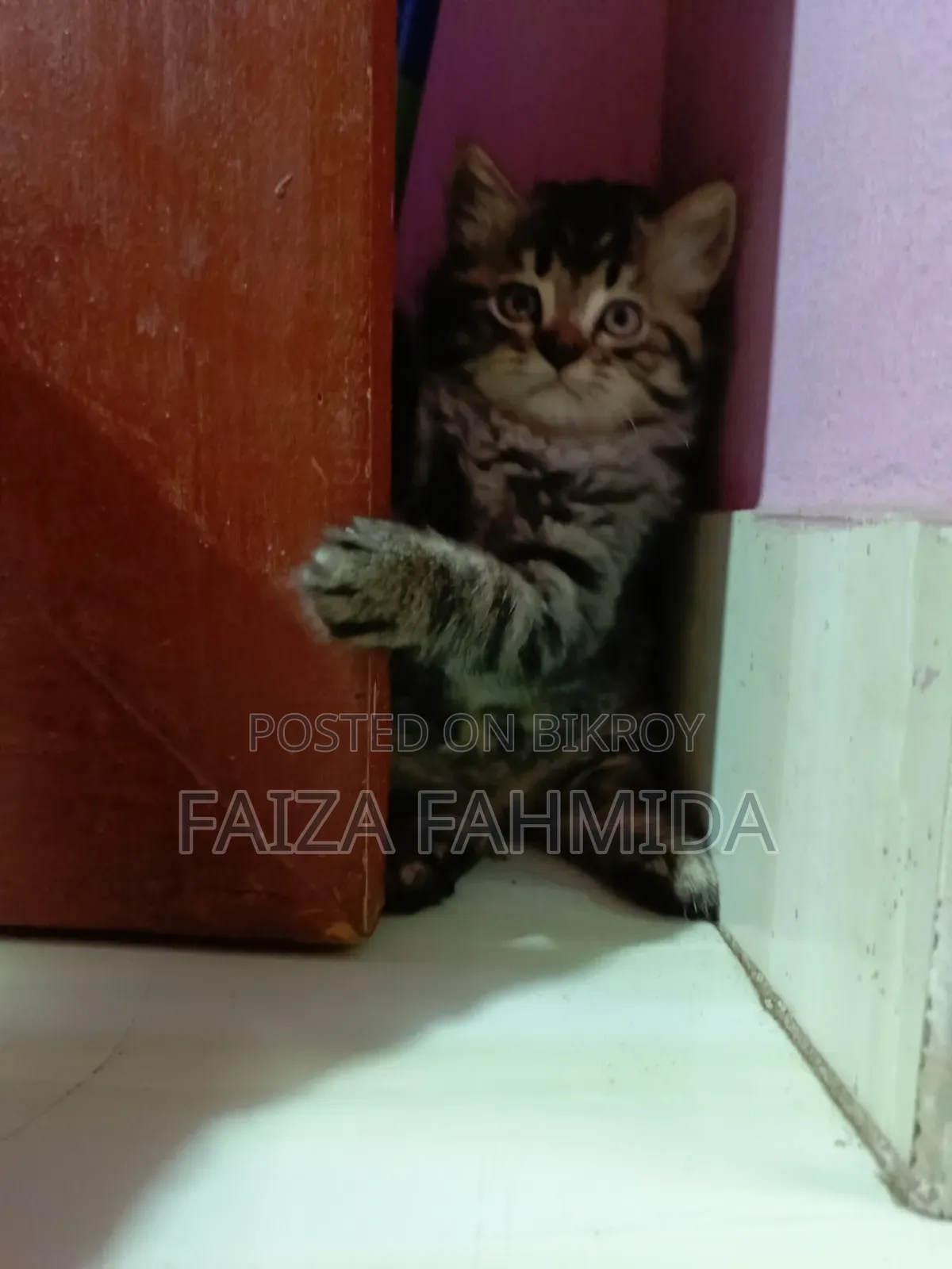 1-3 Months Male Mixed Breed Persian
