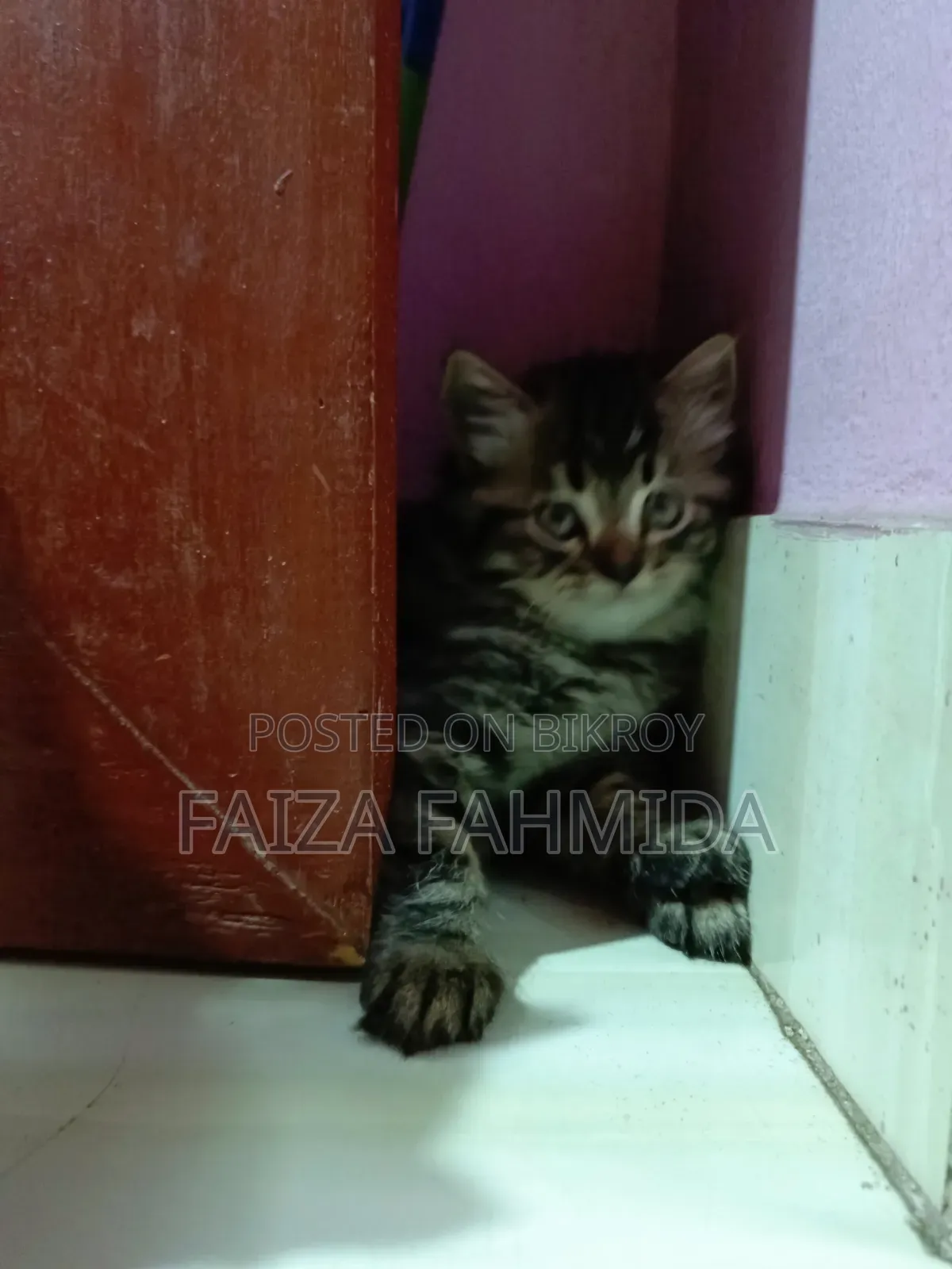1-3 Months Male Mixed Breed Persian