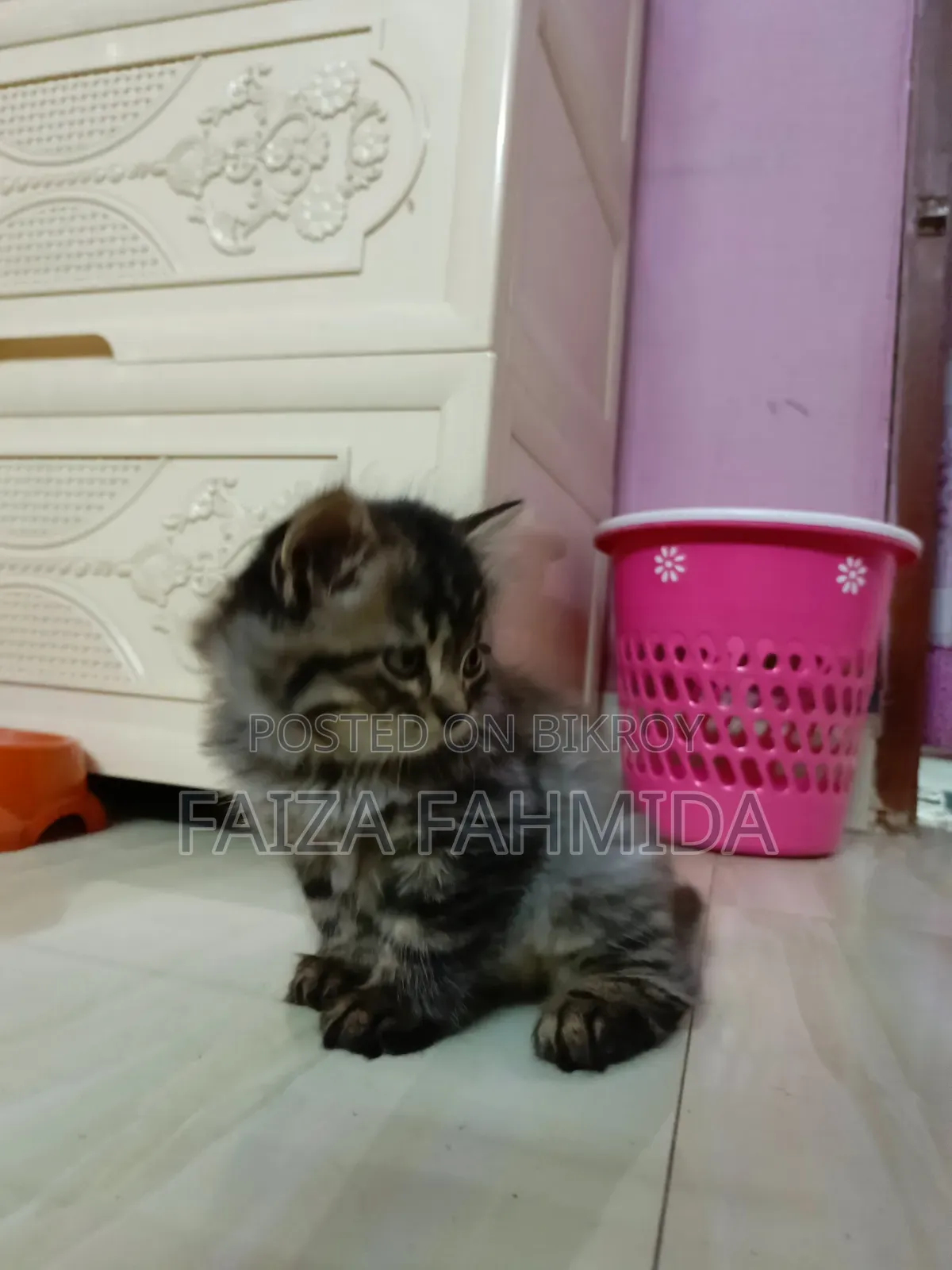 1-3 Months Male Mixed Breed Persian