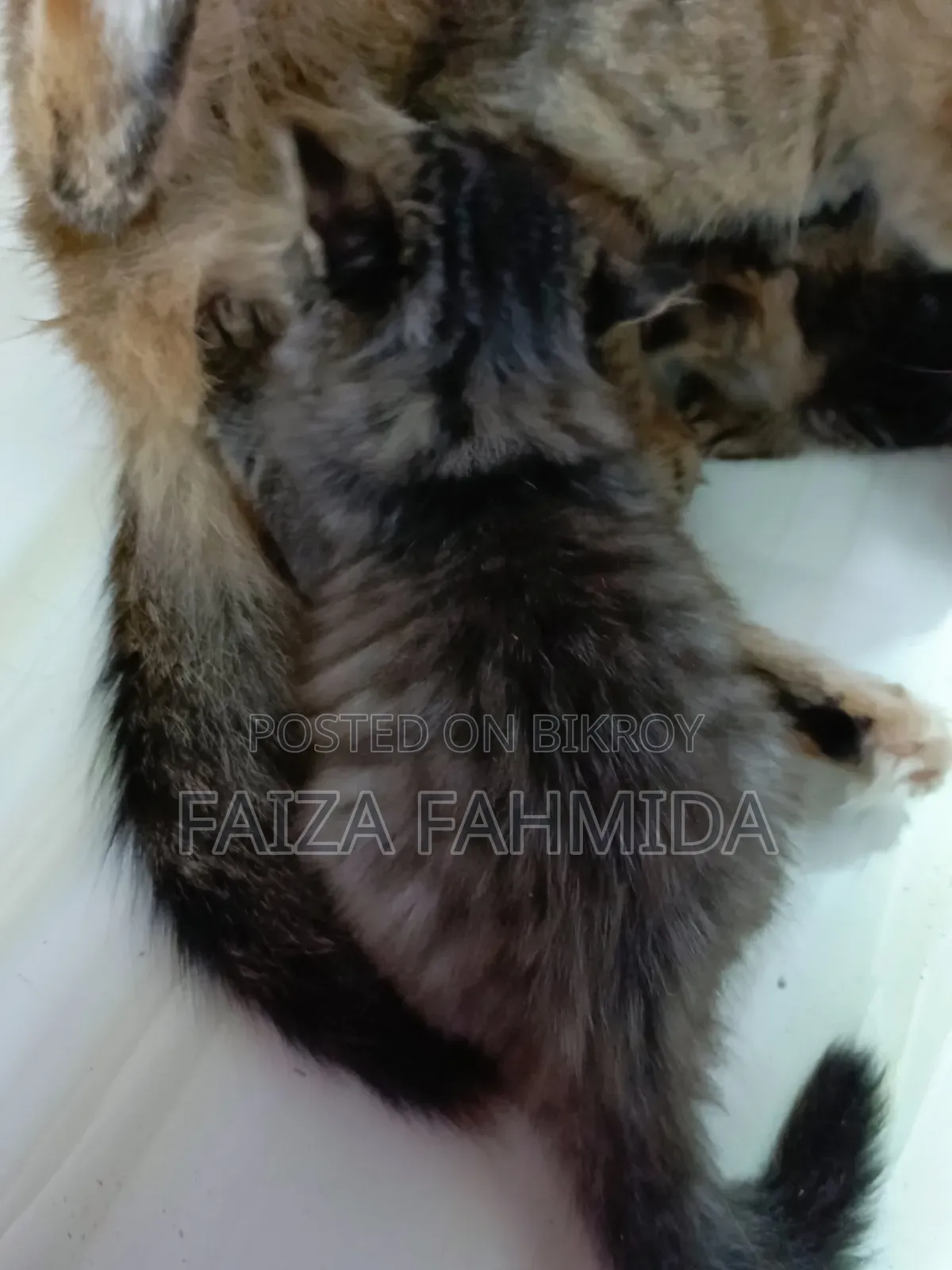 1-3 Months Male Mixed Breed Persian