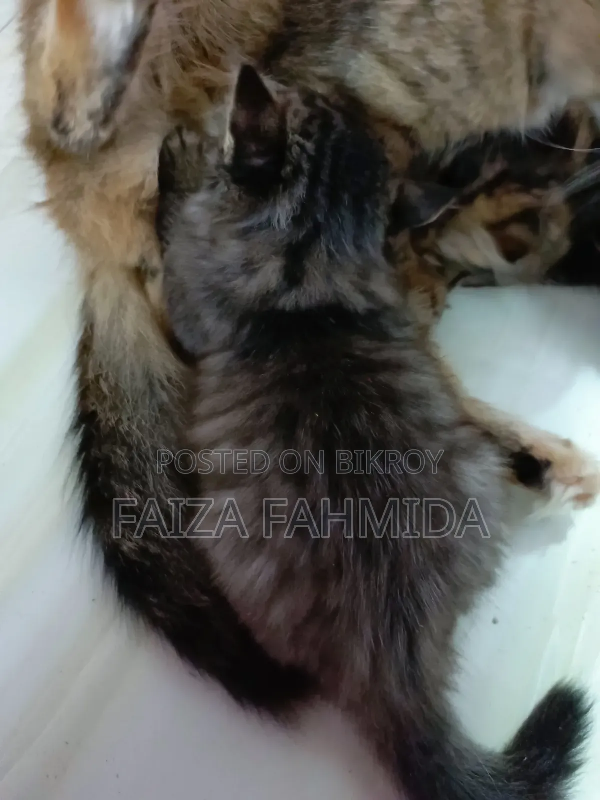1-3 Months Male Mixed Breed Persian