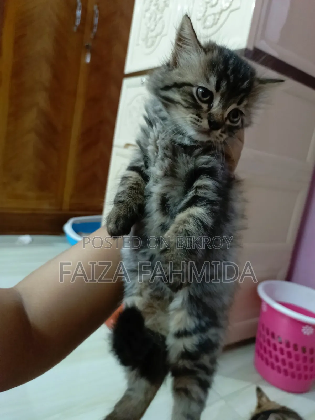 1-3 Months Male Mixed Breed Persian