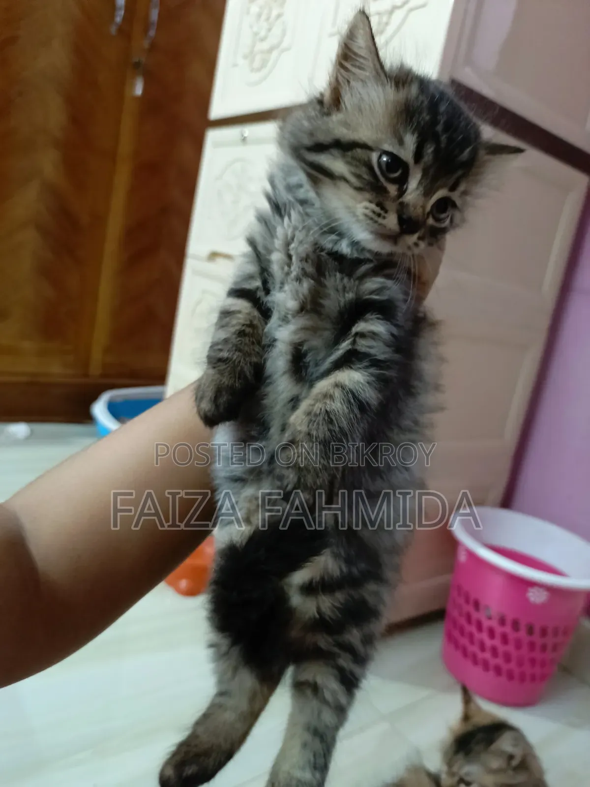 1-3 Months Male Mixed Breed Persian
