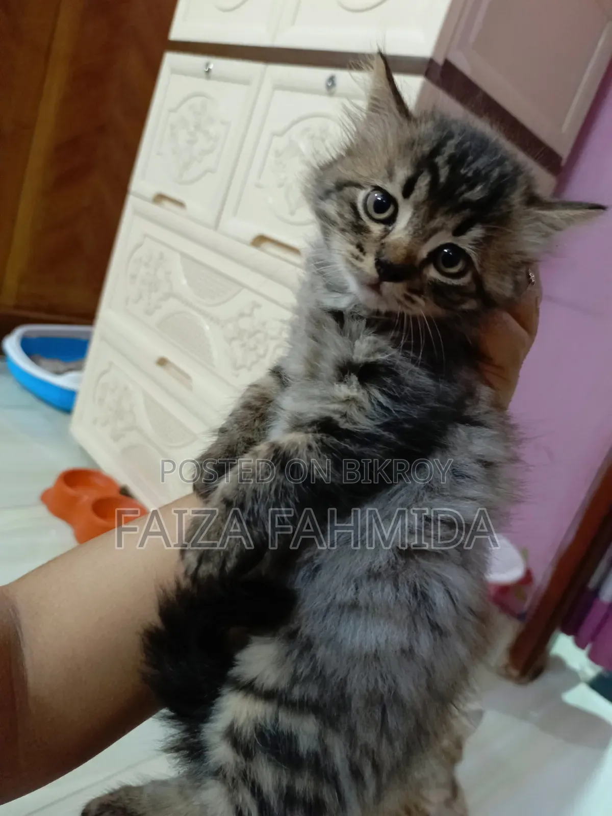 1-3 Months Male Mixed Breed Persian
