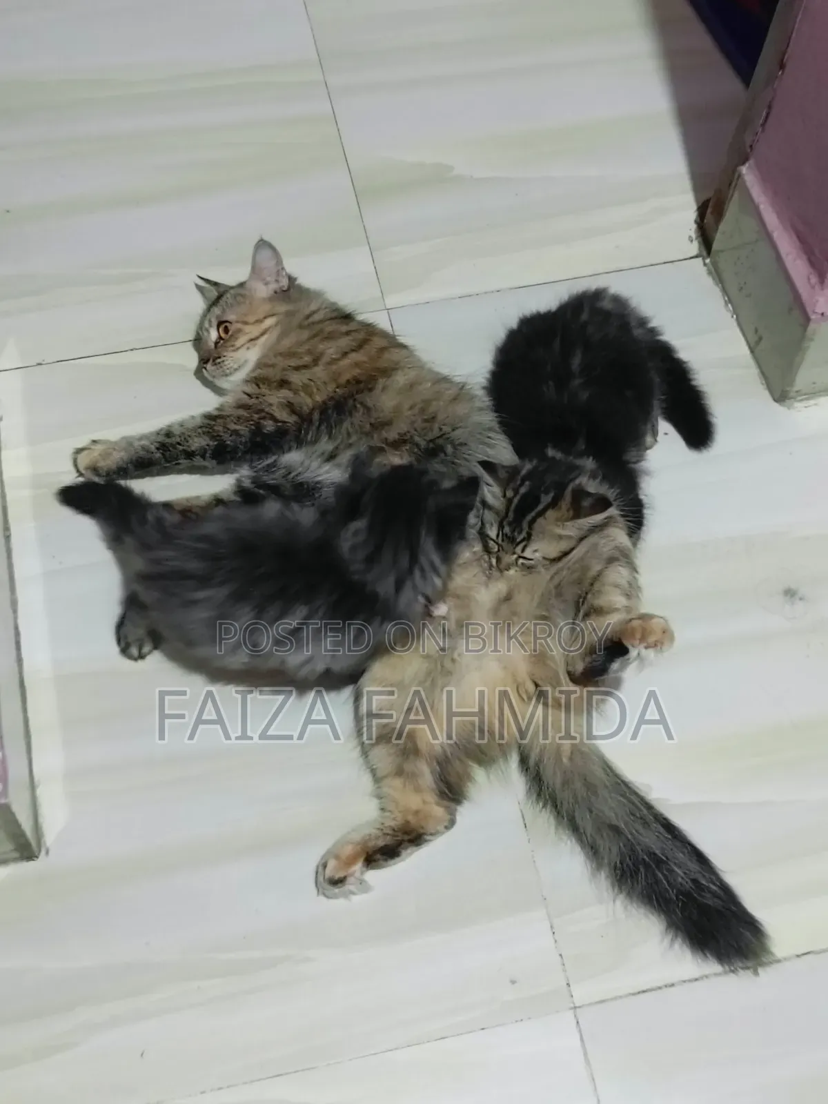 1-3 Months Male Mixed Breed Persian