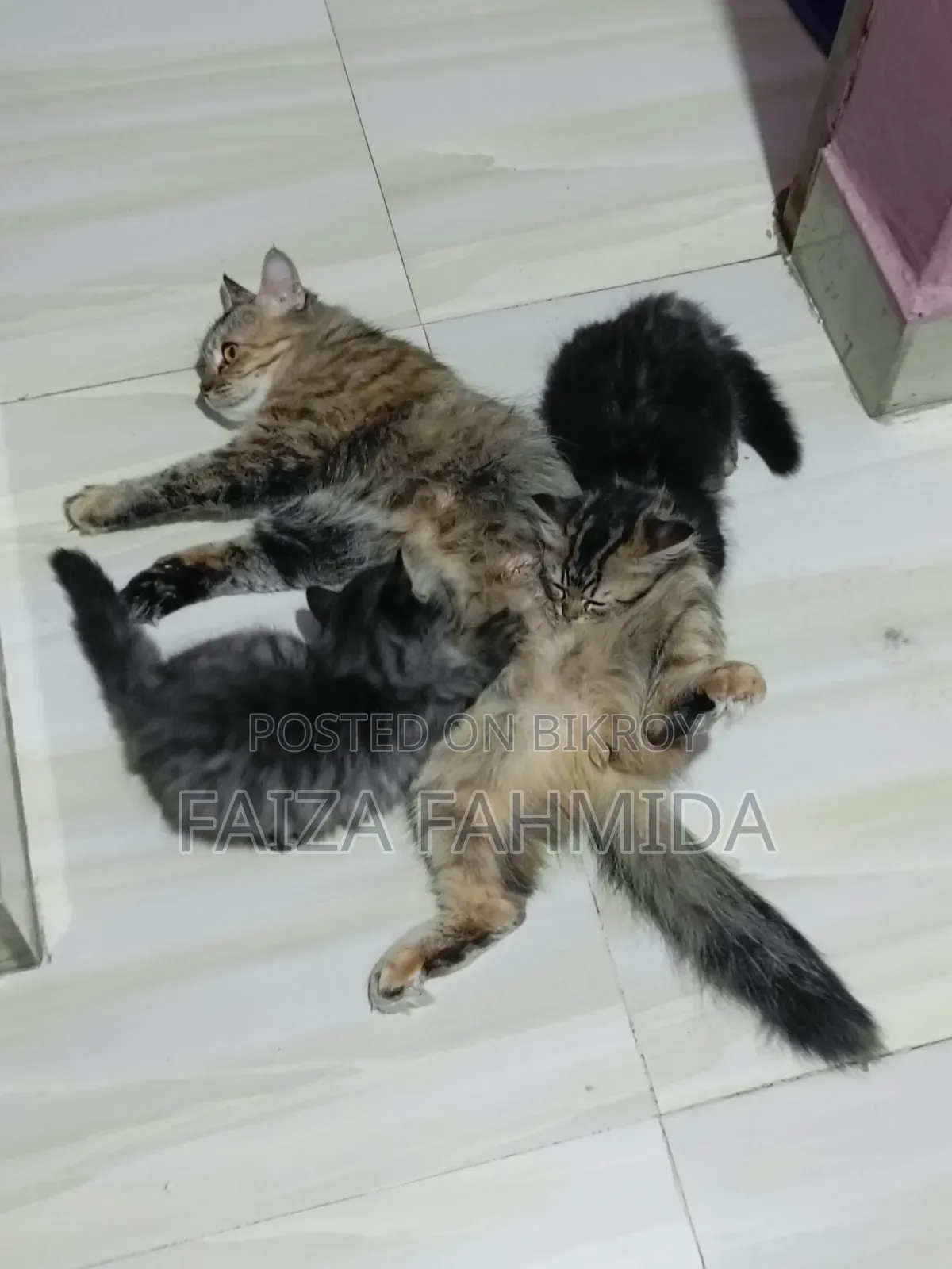 1-3 Months Male Mixed Breed Persian