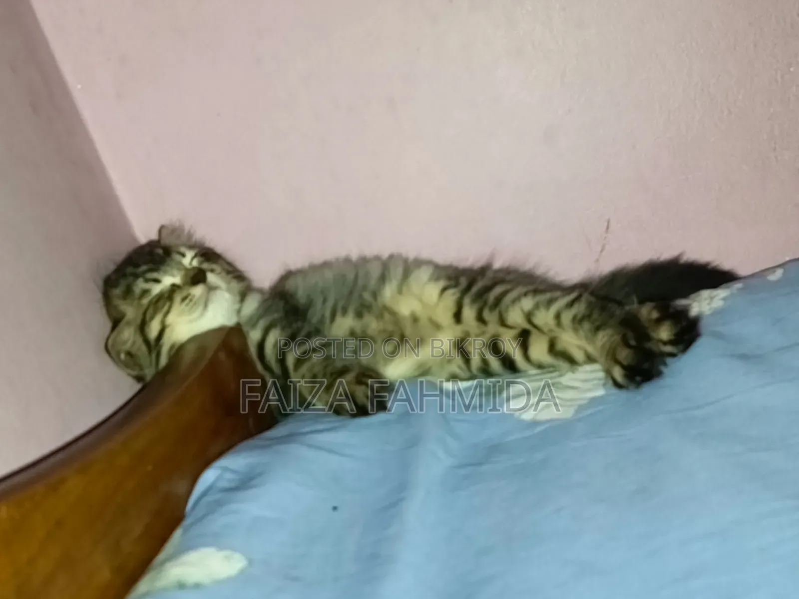 1-3 Months Male Mixed Breed Persian