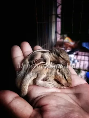 Squirrel Baby