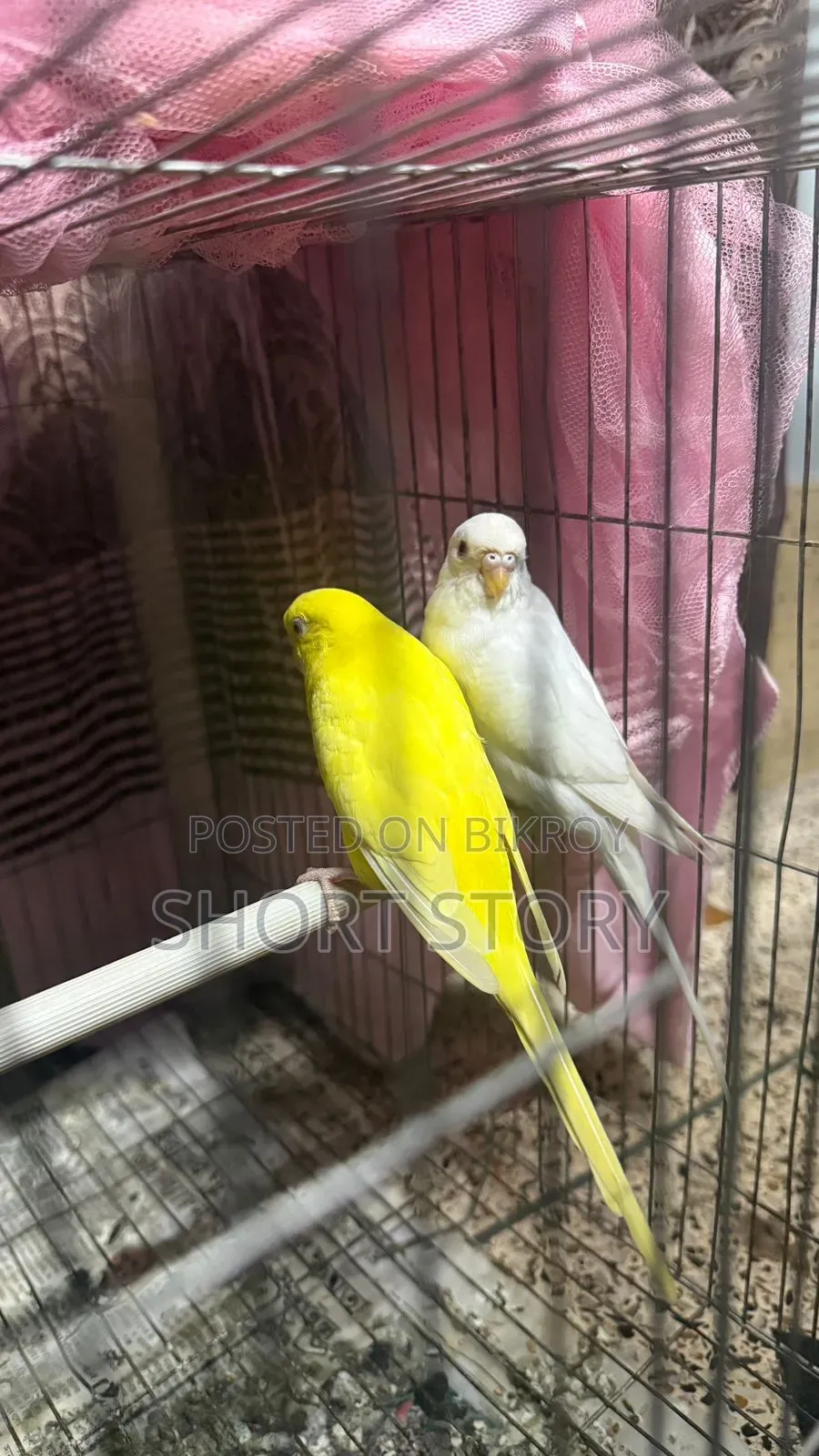 Running Budgie Bird