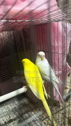 Running Budgie Bird