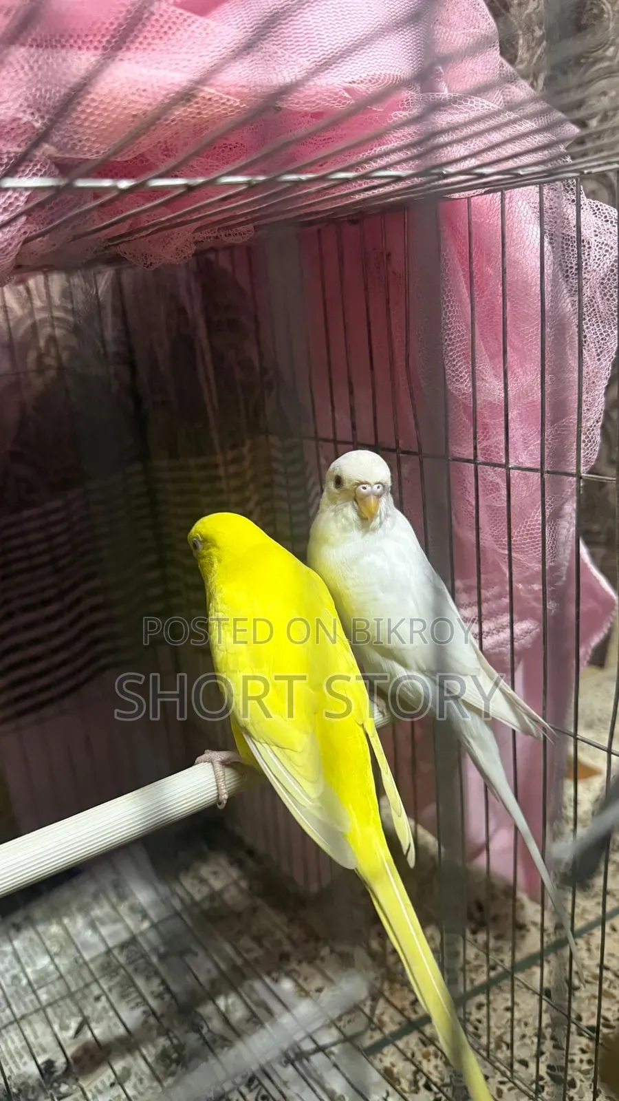 Running Budgie Bird