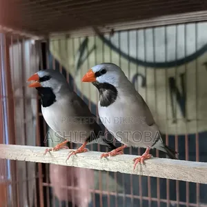 লং টেইল অ্যাডাল্ট ফিঞ্চ জোড়া