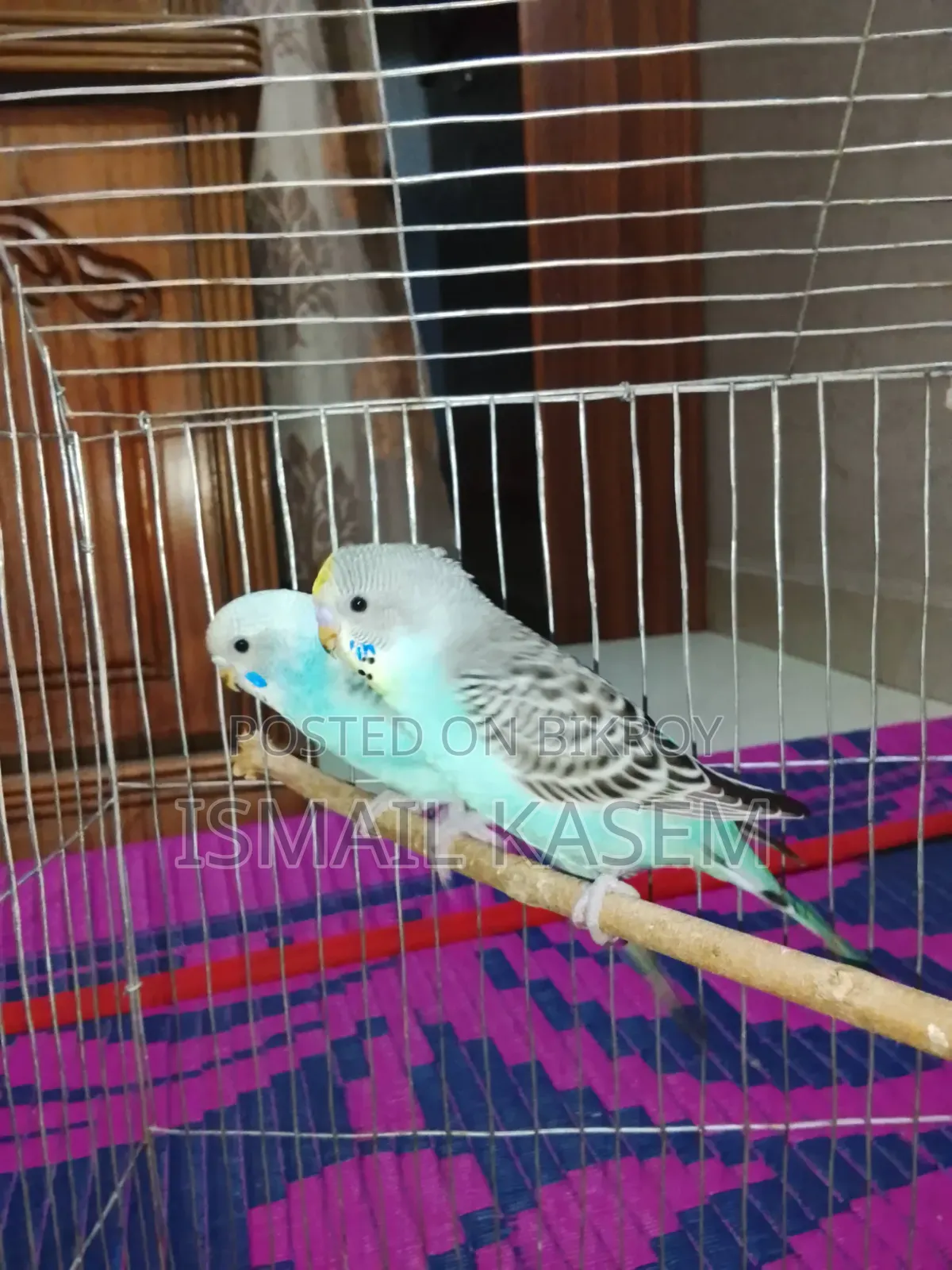 5 Budgerigar birds, 2 months old