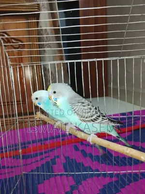 5 Budgerigar birds, 2 months old