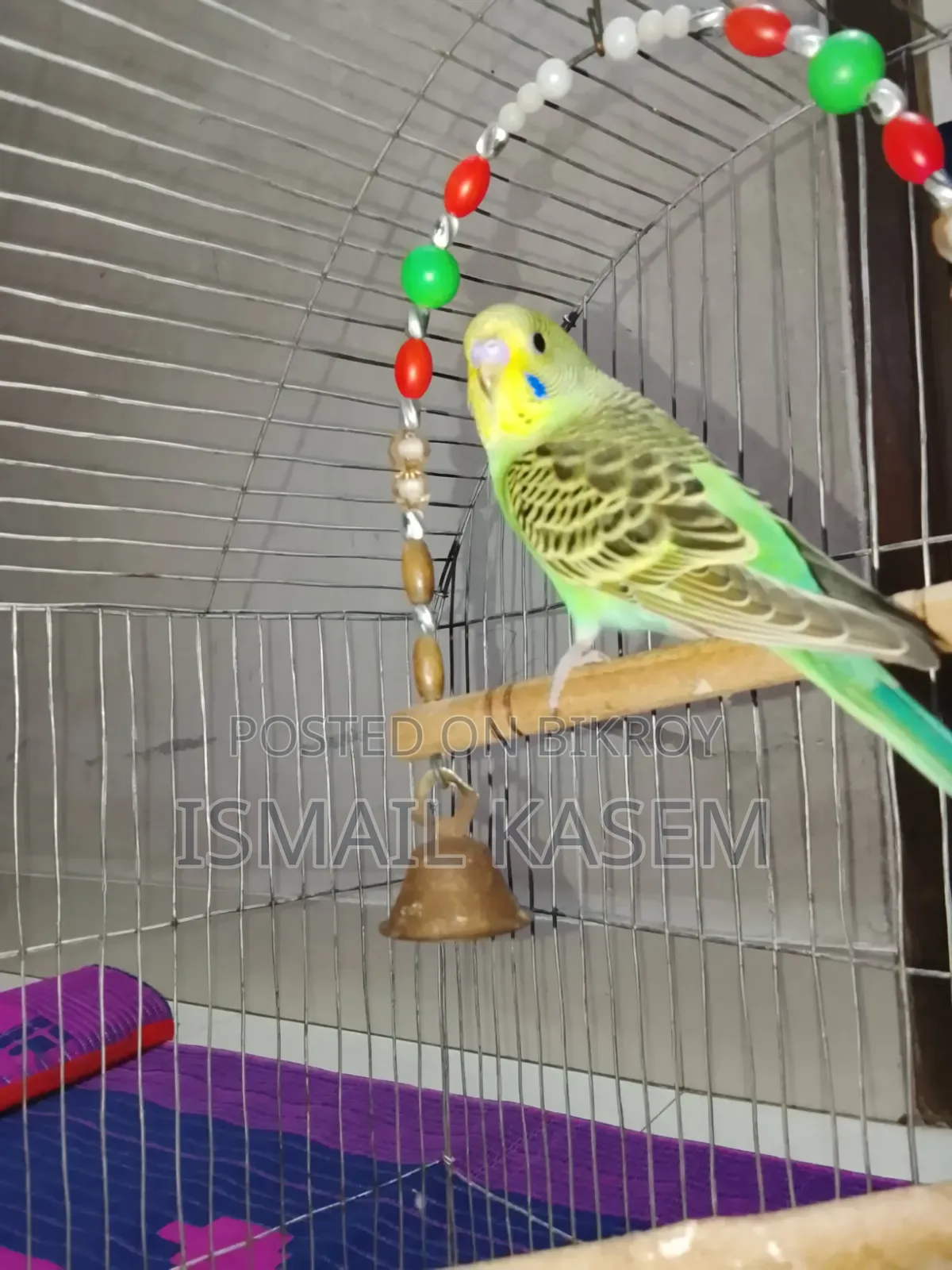 5 Budgerigar birds, 2 months old