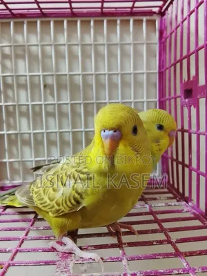 5 Budgerigar birds, 2 months old