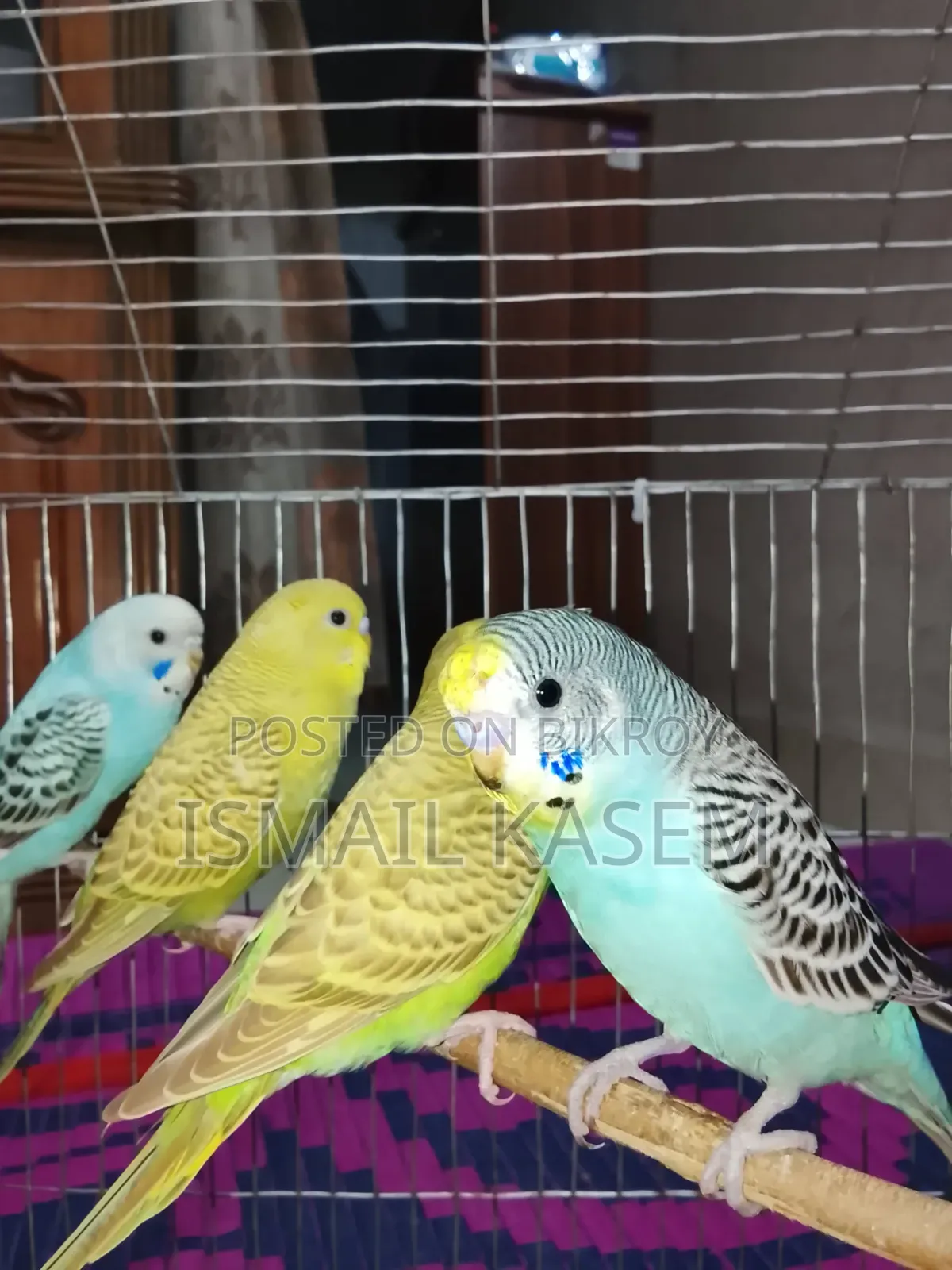 5 Budgerigar birds, 2 months old
