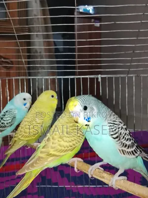 5 Budgerigar birds, 2 months old