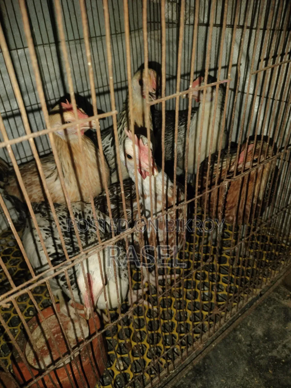 Deshi Chicken for Sale