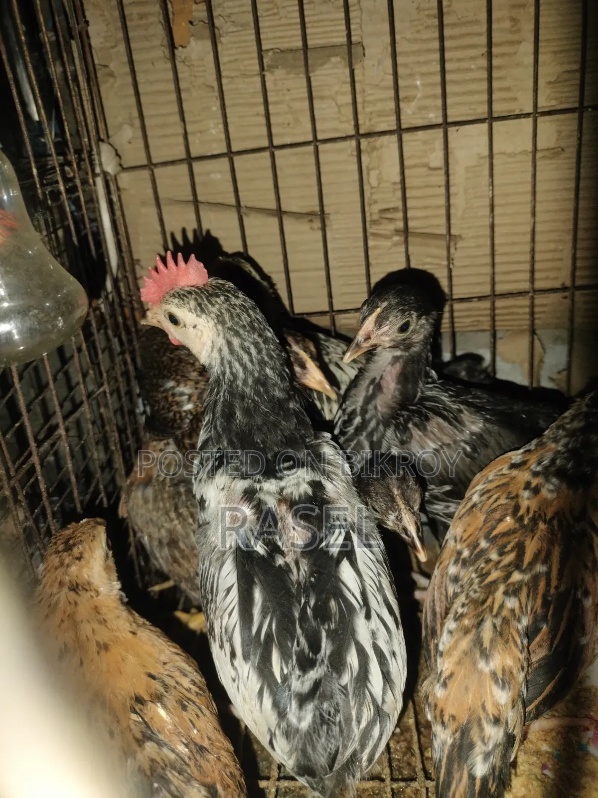 Deshi Chicken for Sale