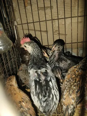 Deshi Chicken for Sale
