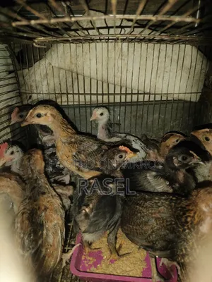 Deshi Chicken for Sale