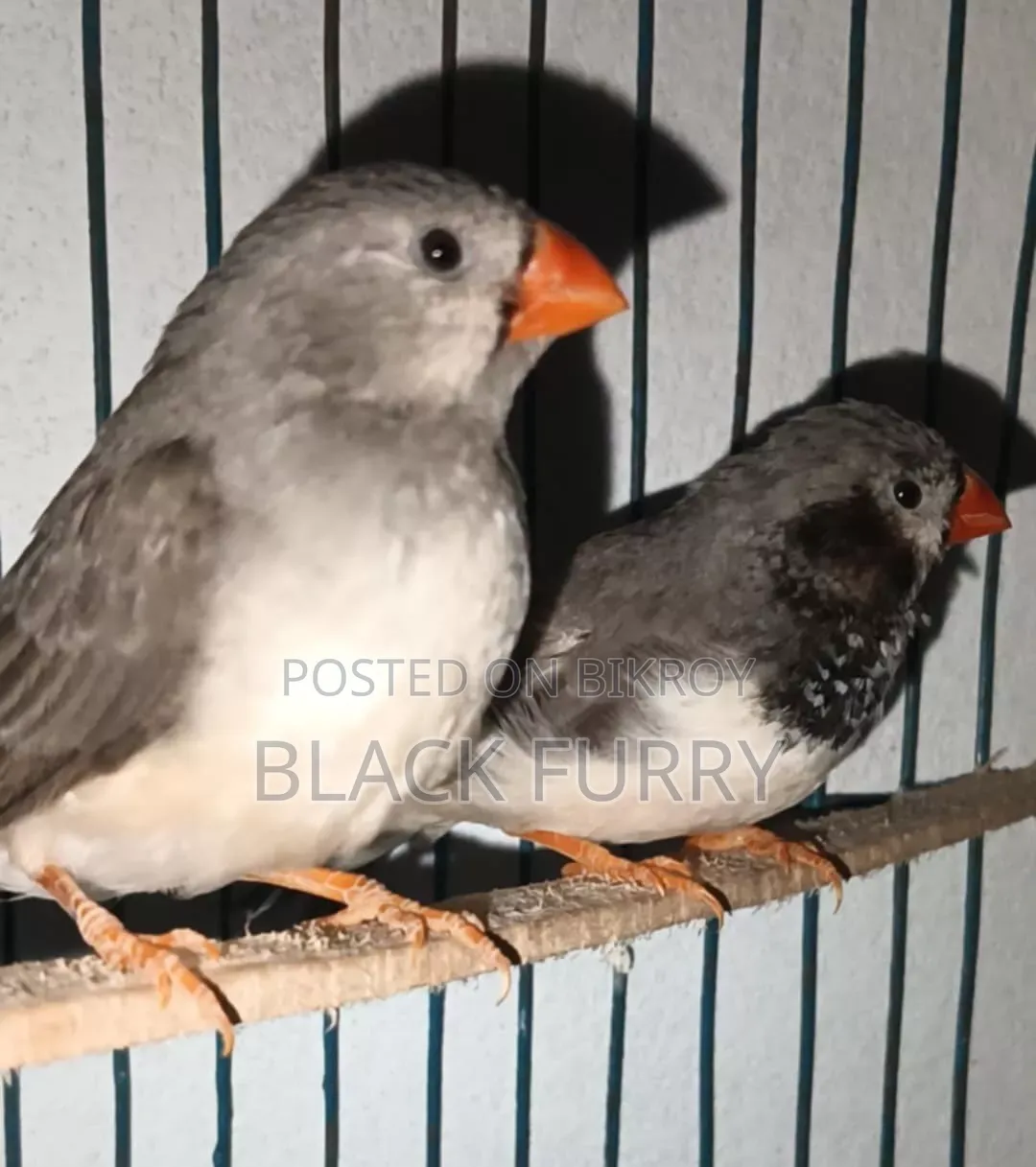 জেব্রা ফিঞ্চ