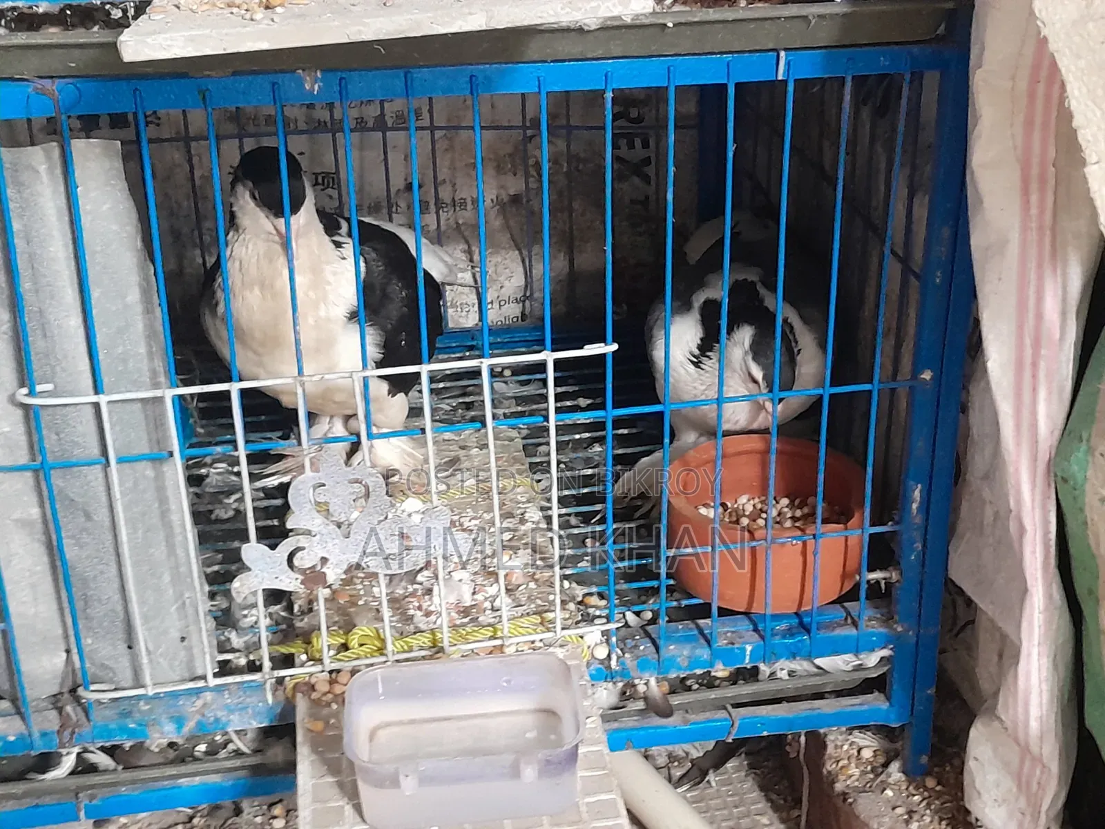 Siraji pigeon for sale.