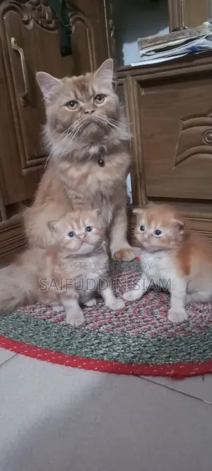 1-3 Months Male Mixed Breed Cat