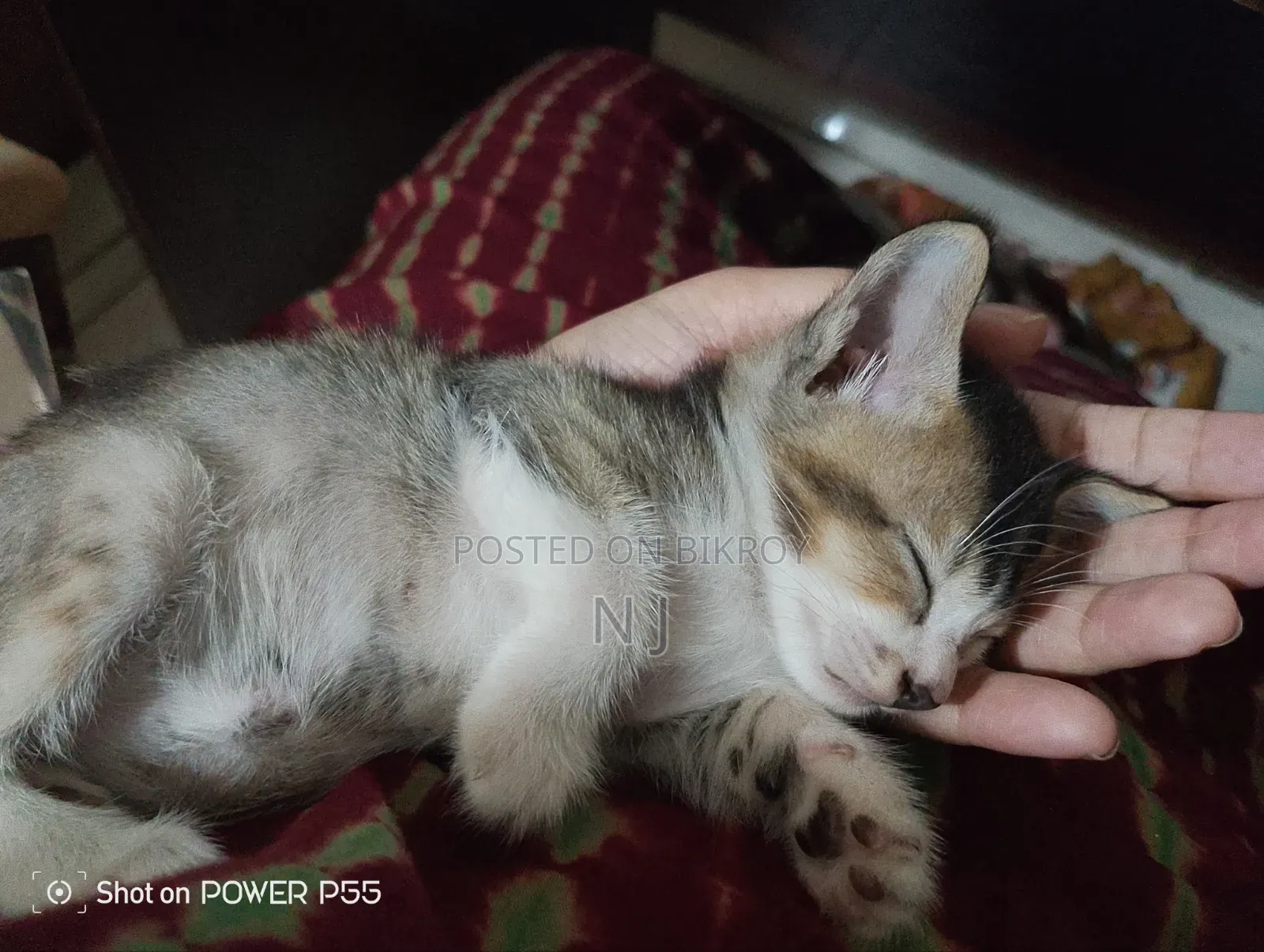 0-1 Month Male Purebred Bengal