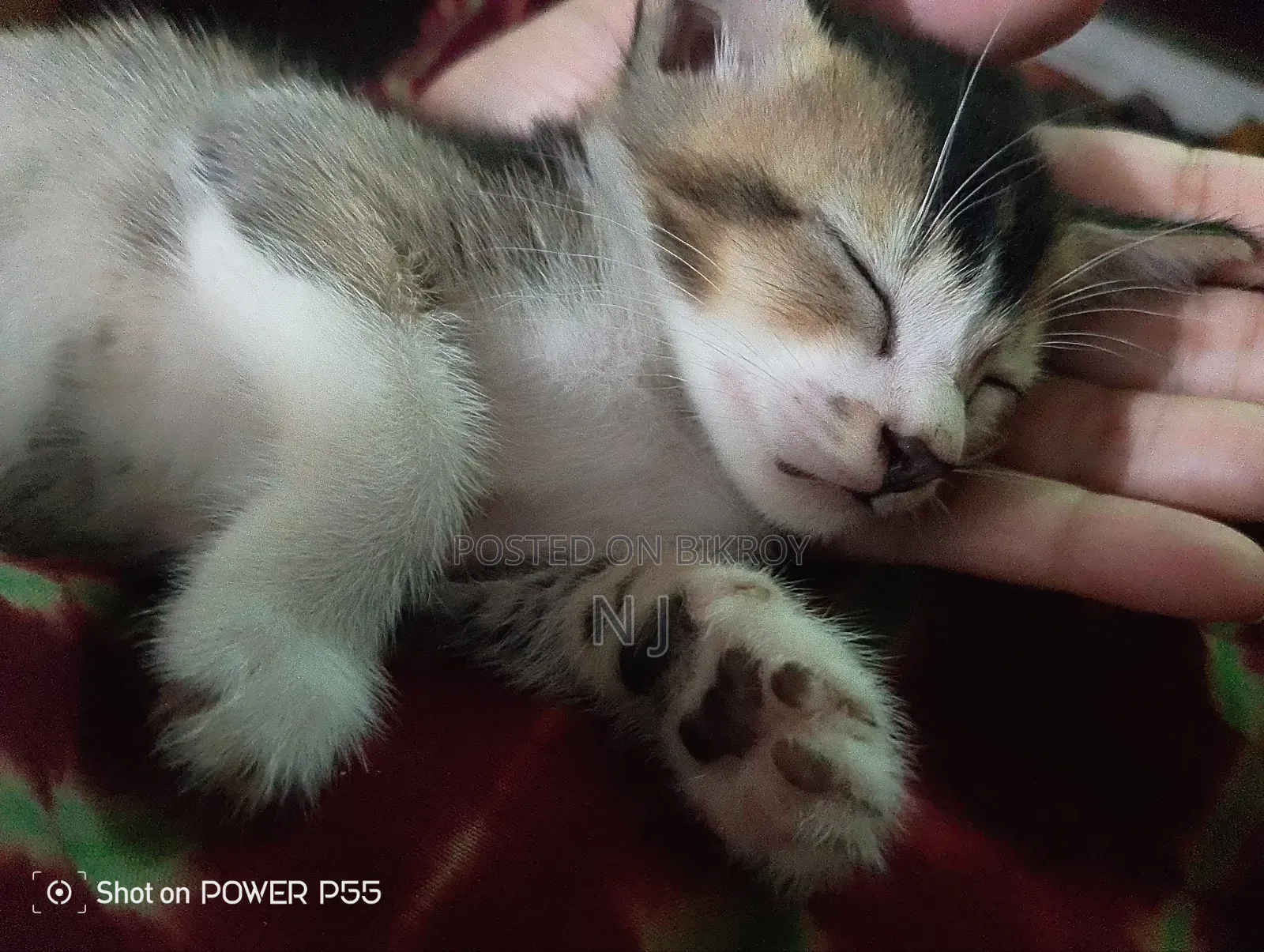 0-1 Month Male Purebred Bengal