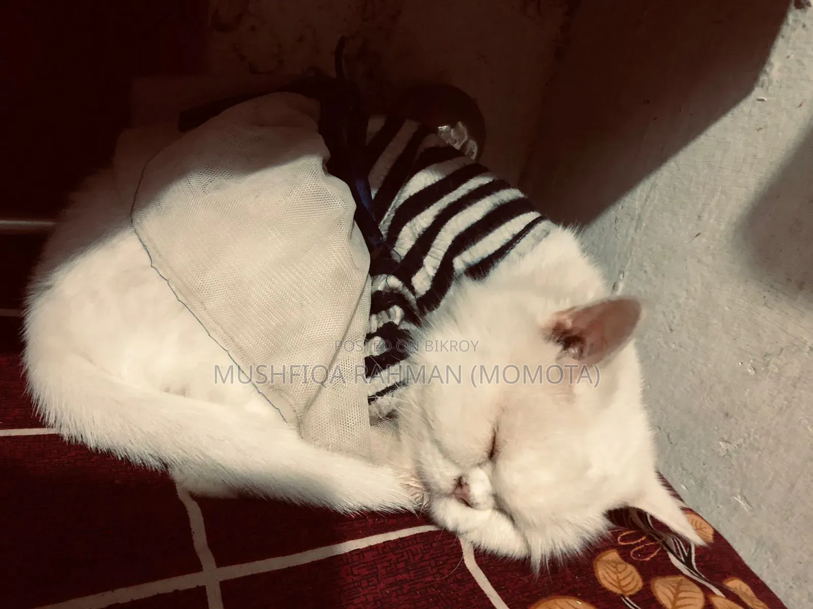৩-৬ মাস বয়সী ফিমেল পিওর ব্রেড পার্সিয়ান