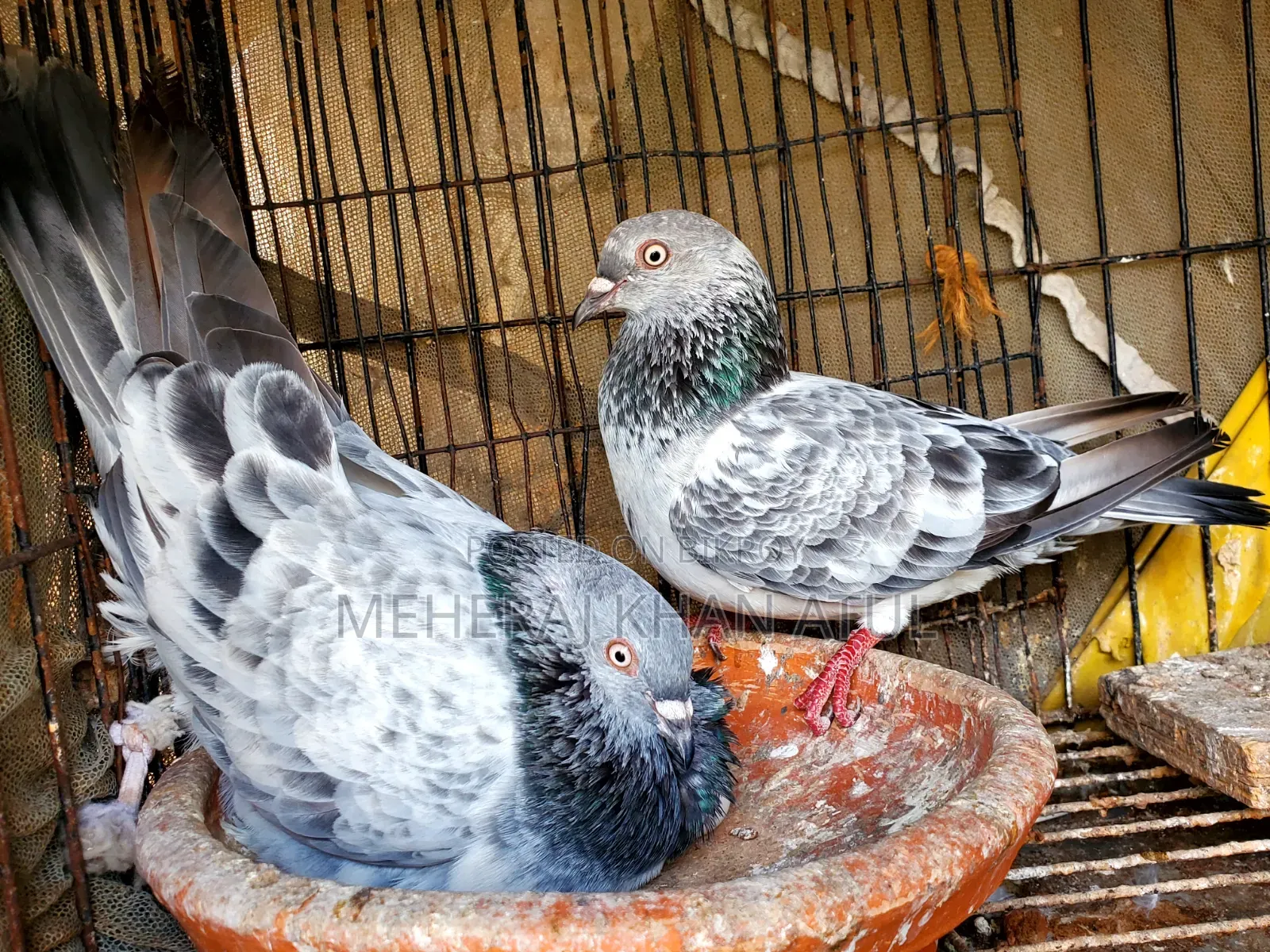 সিলভার ডিম সহ জোড়া