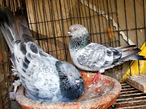 সিলভার ডিম সহ জোড়া