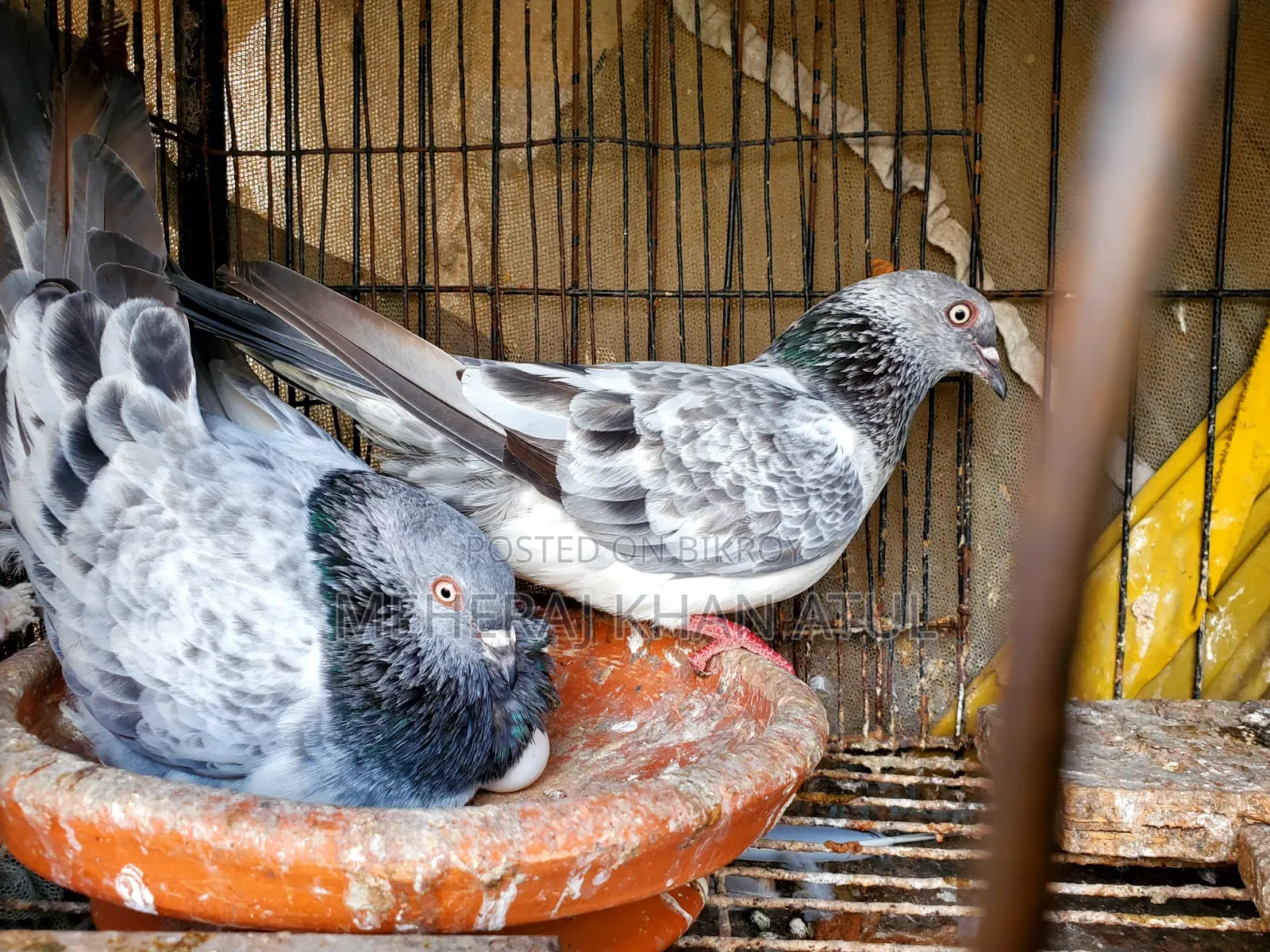 সিলভার ডিম সহ জোড়া