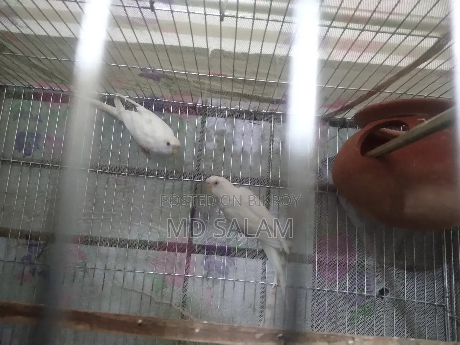 Adult Budgerigar
