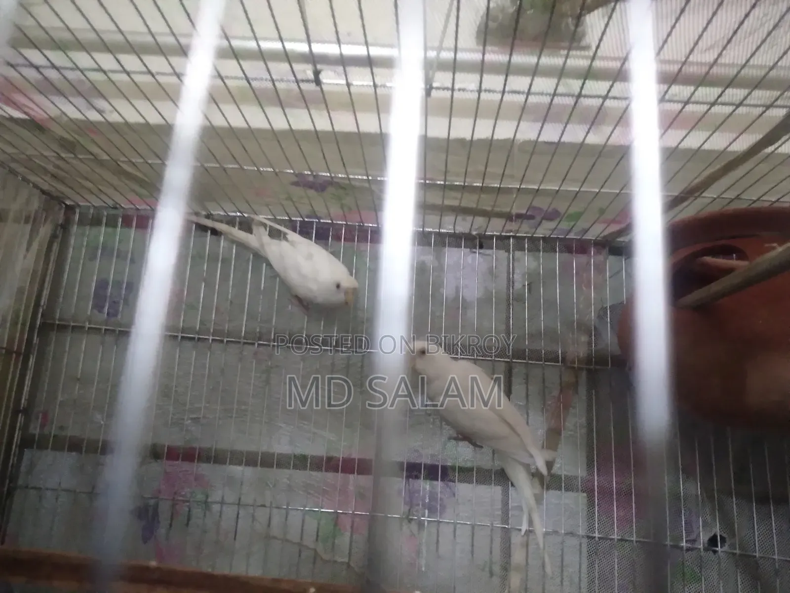 Adult Budgerigar
