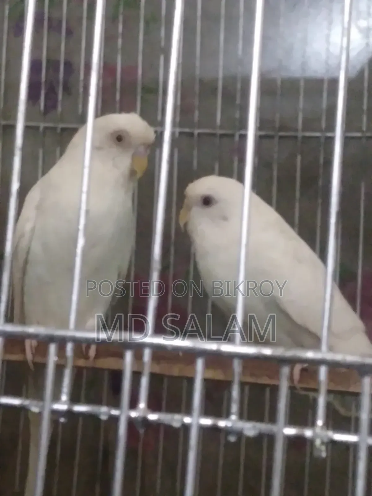 Adult Budgerigar