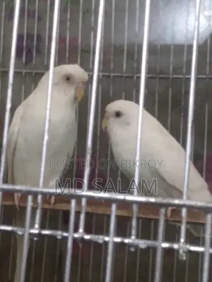 Adult Budgerigar