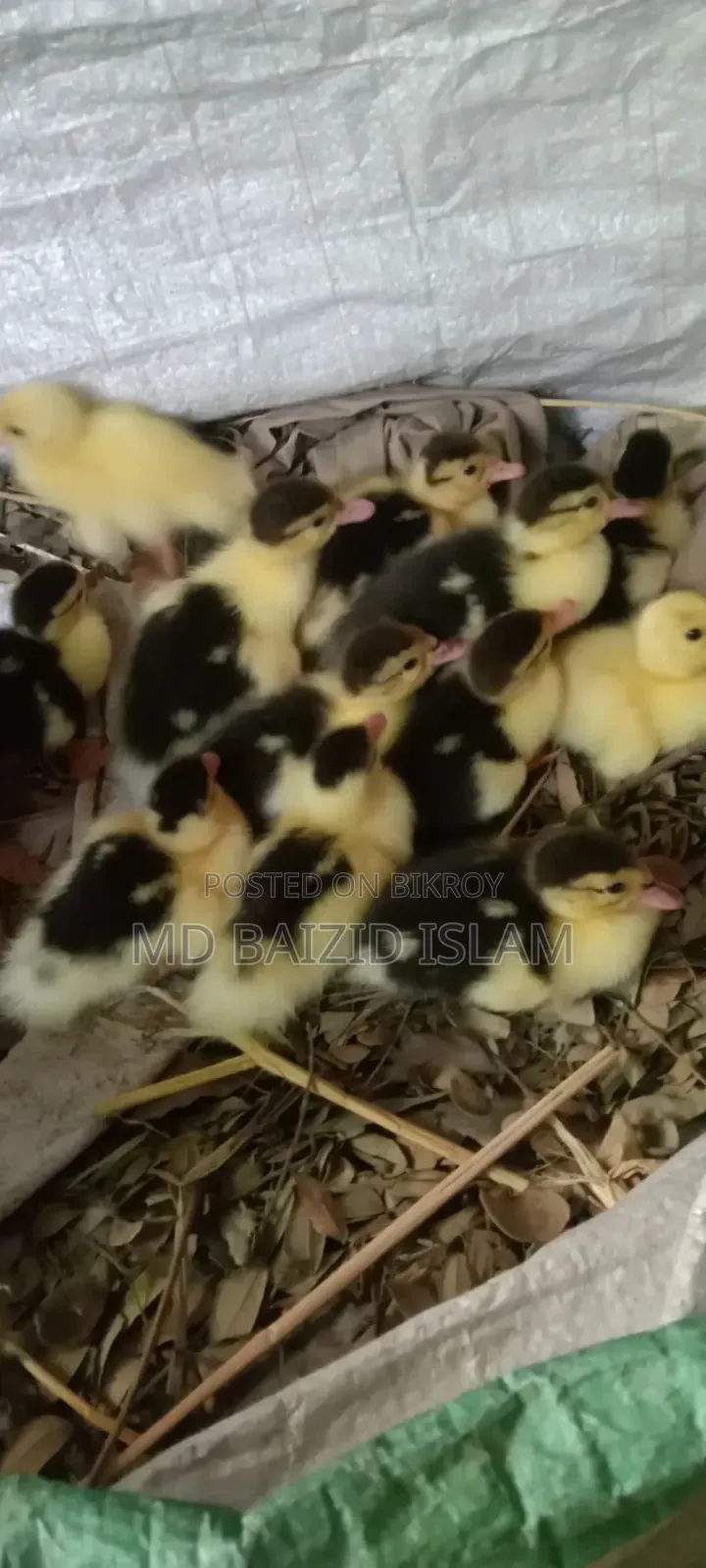 Chinese Ducklings