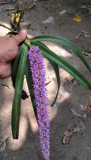 Foxtail Orcid